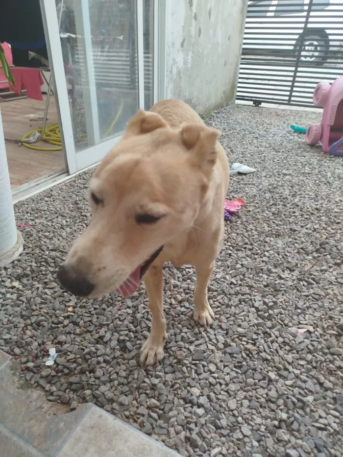 Cachorro raça SRD-ViraLata idade 6 ou mais anos nome Mel