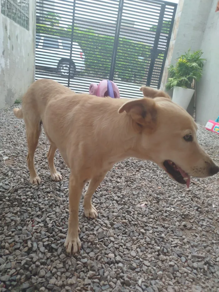 Cachorro raça SRD-ViraLata idade 6 ou mais anos nome Mel