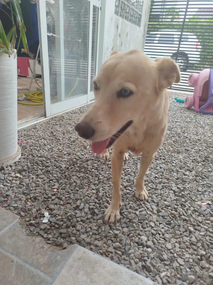 Cachorro raça SRD-ViraLata idade 6 ou mais anos nome Mel