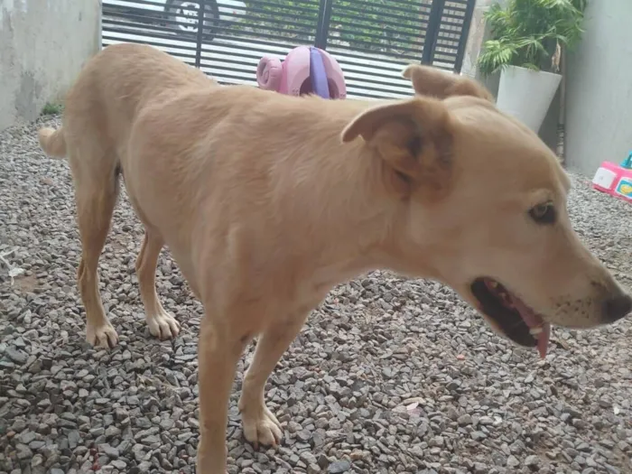 Cachorro raça SRD-ViraLata idade 6 ou mais anos nome Mel