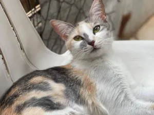 Gato raça SRD-ViraLata idade 2 anos nome Maria Amellie