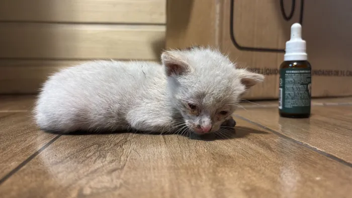 Gato raça SRD-ViraLata idade Abaixo de 2 meses nome Sem nome 