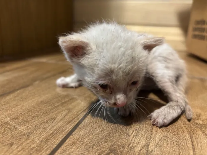 Gato raça SRD-ViraLata idade Abaixo de 2 meses nome Sem nome 