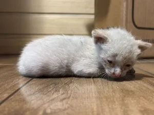 Gato raça SRD-ViraLata idade Abaixo de 2 meses nome Sem nome 