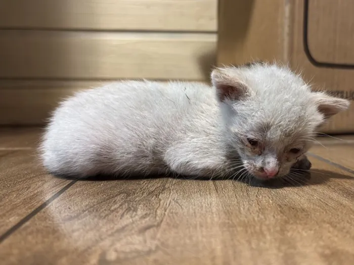 Gato raça SRD-ViraLata idade Abaixo de 2 meses nome Sem nome 