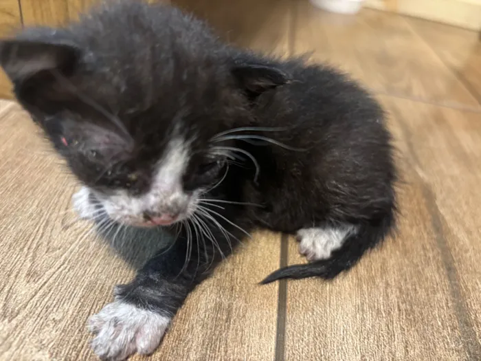 Gato raça SRD-ViraLata idade Abaixo de 2 meses nome Sem nome 