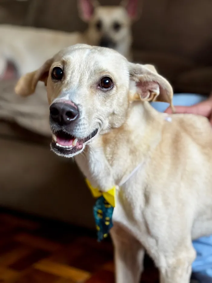 Cachorro raça SRD-ViraLata idade 2 anos nome Caramelo