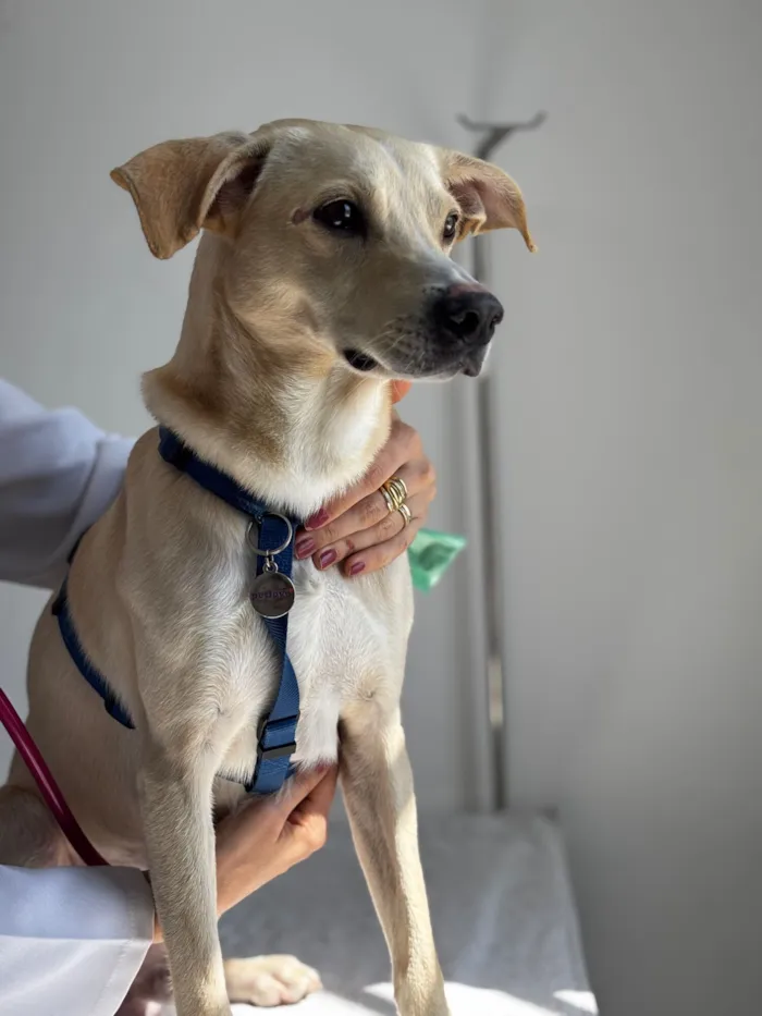 Cachorro raça SRD-ViraLata idade 2 anos nome Caramelo