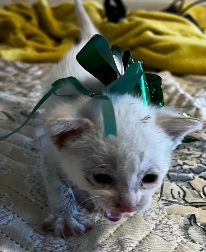 Gato raça SRD-ViraLata idade Abaixo de 2 meses nome Sem nomes 