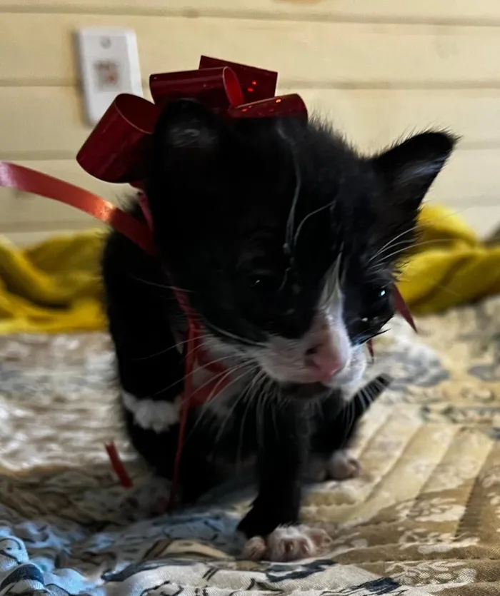 Gato raça SRD-ViraLata idade Abaixo de 2 meses nome Sem nomes 