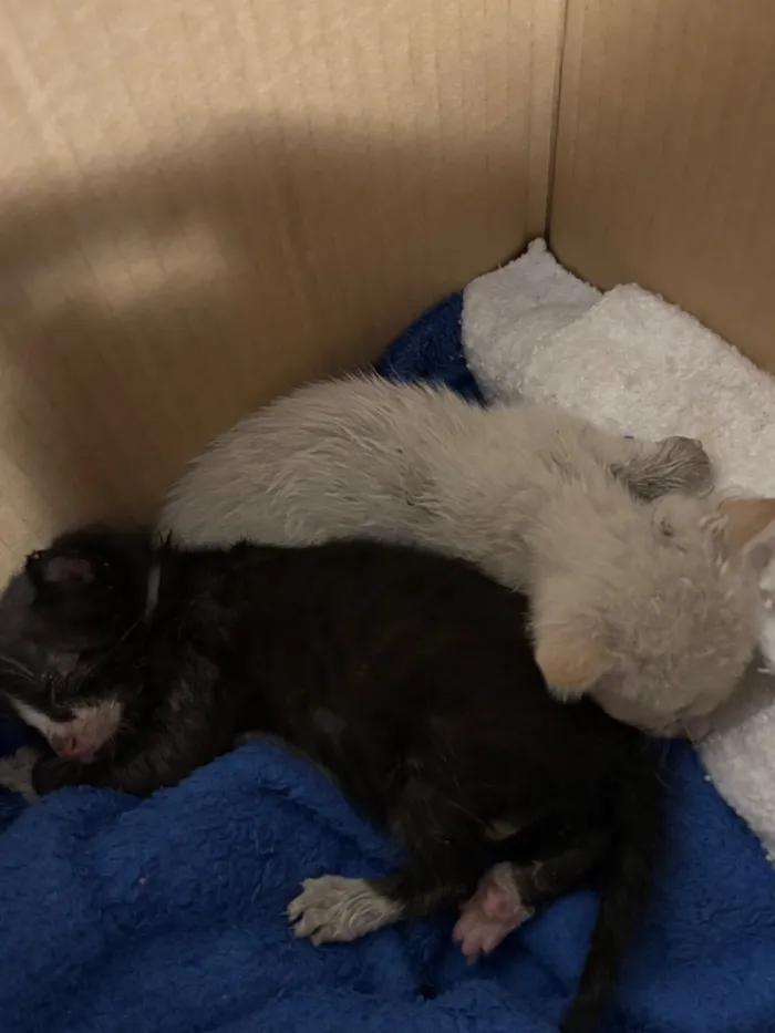 Gato raça SRD-ViraLata idade Abaixo de 2 meses nome Sem nomes 