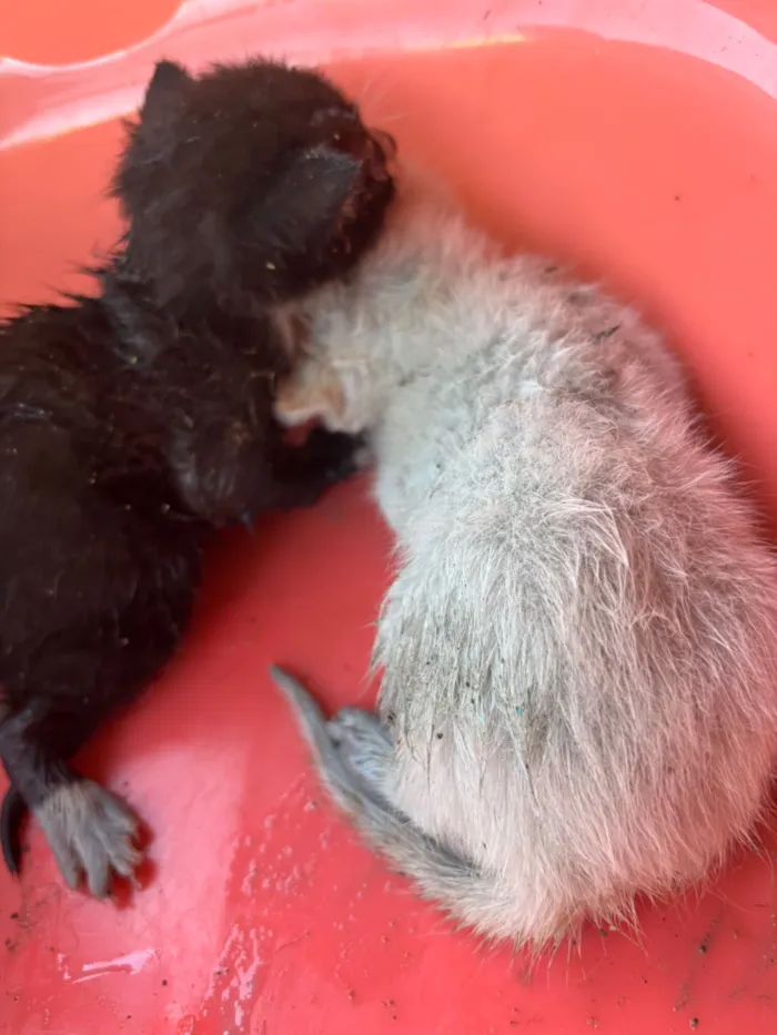 Gato raça SRD-ViraLata idade Abaixo de 2 meses nome Sem nomes 