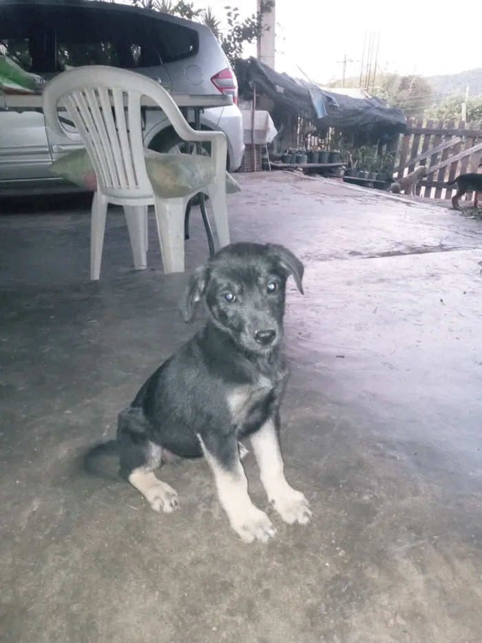Cachorro raça SRD-ViraLata idade 2 a 6 meses nome Pretinha 