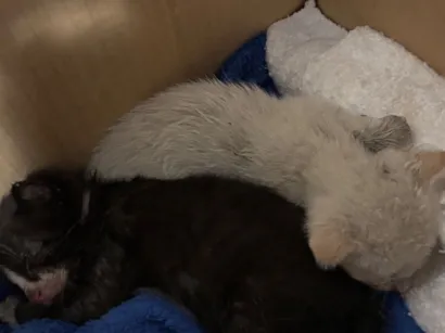 Gato raça SRD-ViraLata idade Abaixo de 2 meses nome Sem nomes 