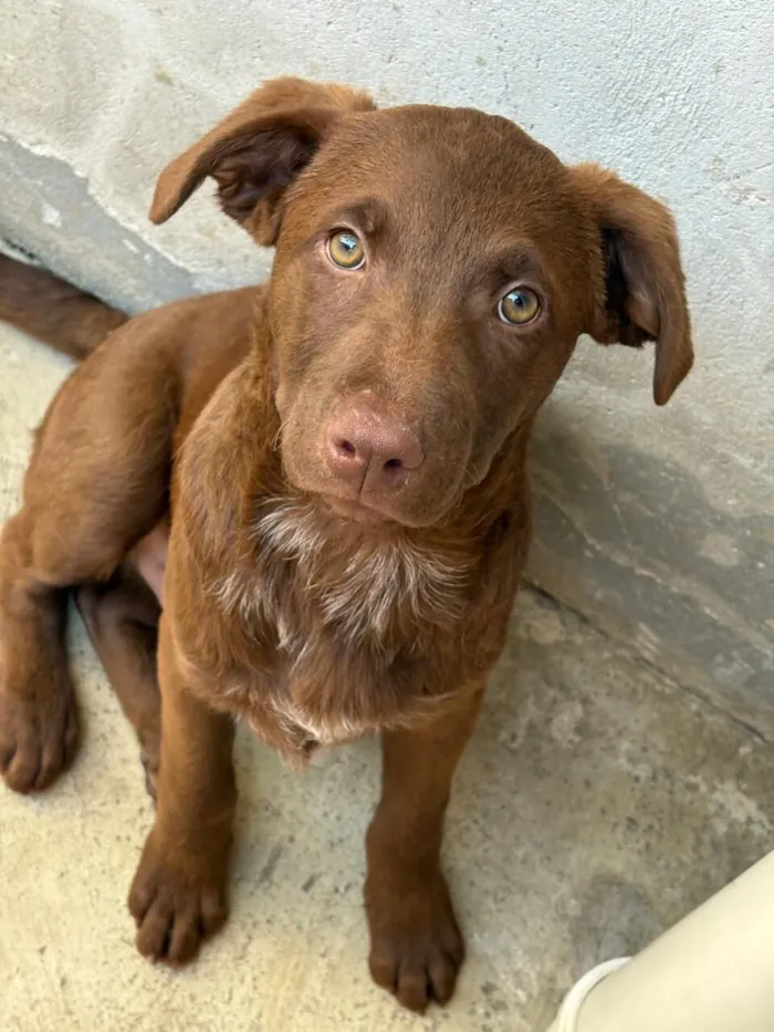 Cachorro raça SRD-ViraLata idade 2 a 6 meses nome Chocolate