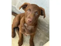 Cachorro raça SRD-ViraLata idade 2 a 6 meses nome Chocolate
