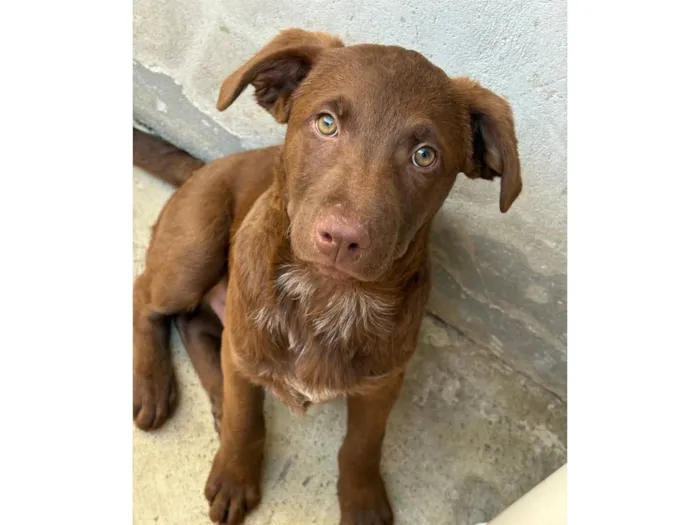 Cachorro raça SRD-ViraLata idade 2 a 6 meses nome Chocolate