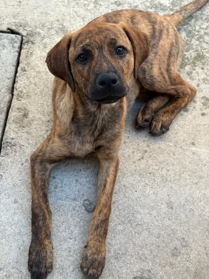 Cachorro raça SRD-ViraLata idade 2 a 6 meses nome nina