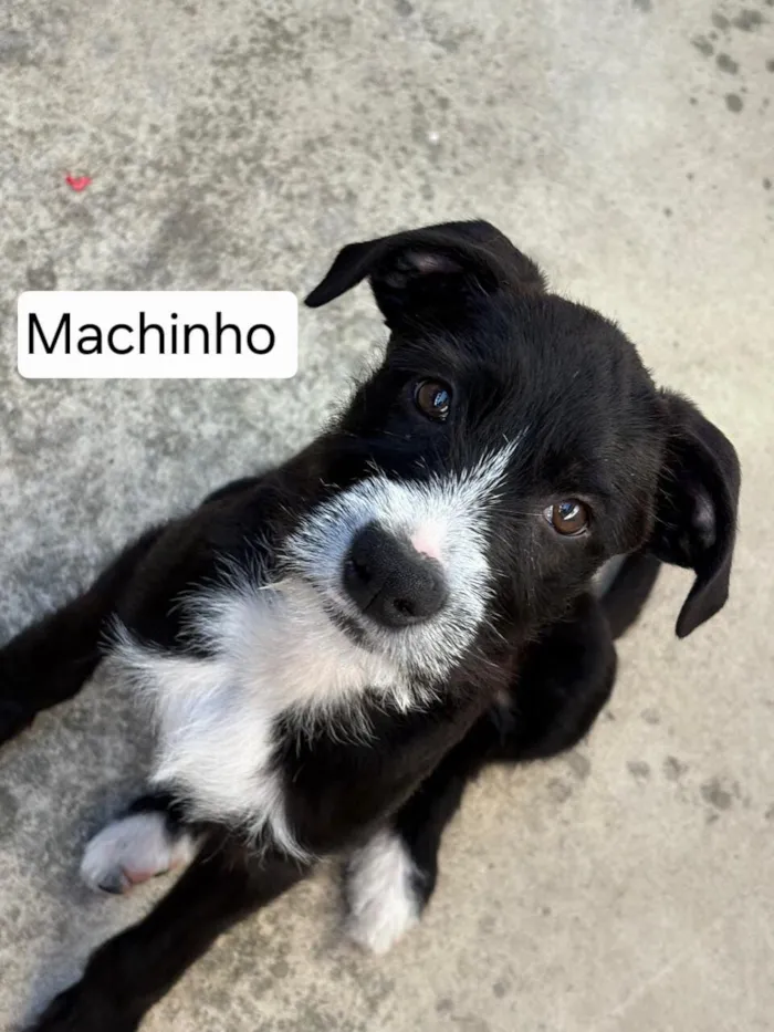 Cachorro raça SRD-ViraLata idade 2 a 6 meses nome preto