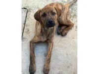 Cachorro raça SRD-ViraLata idade 2 a 6 meses nome nina