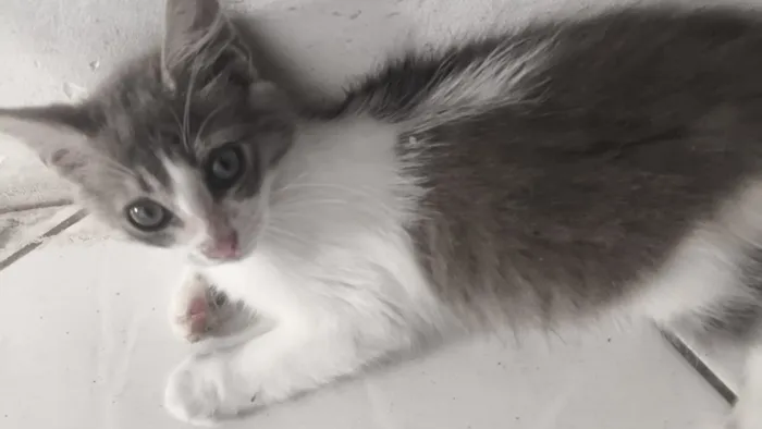 Gato raça SRD-ViraLata idade 2 a 6 meses nome Léo 