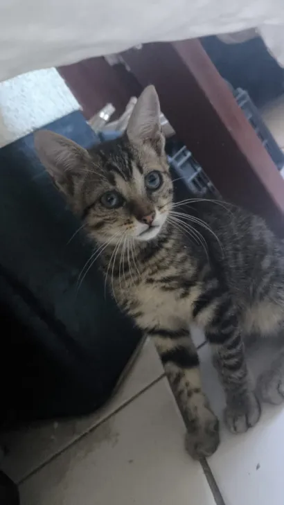 Gato raça SRD-ViraLata idade 2 a 6 meses nome Micaela
