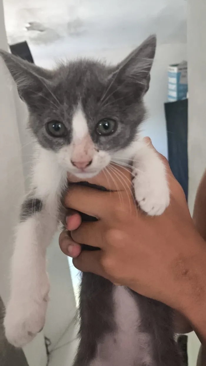 Gato raça SRD-ViraLata idade 2 a 6 meses nome João 