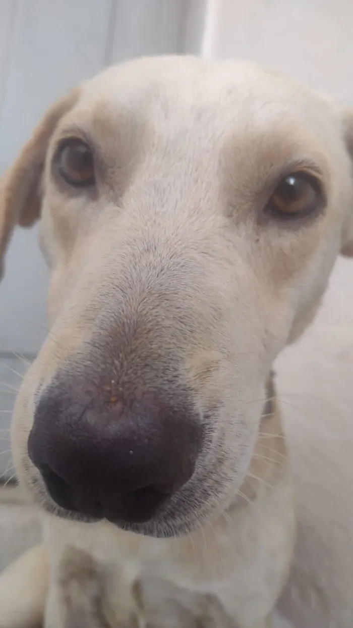 Cachorro raça SRD-ViraLata idade 1 ano nome Paçoca 