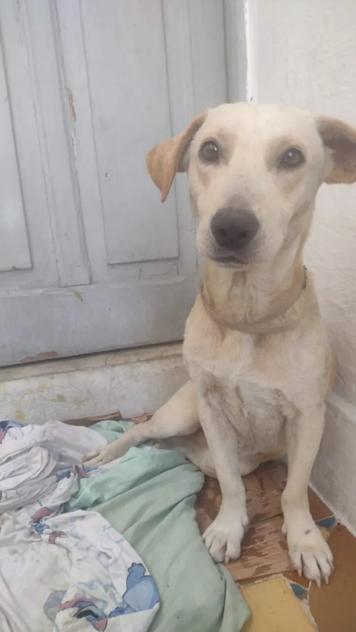 Cachorro raça SRD-ViraLata idade 1 ano nome Paçoca 