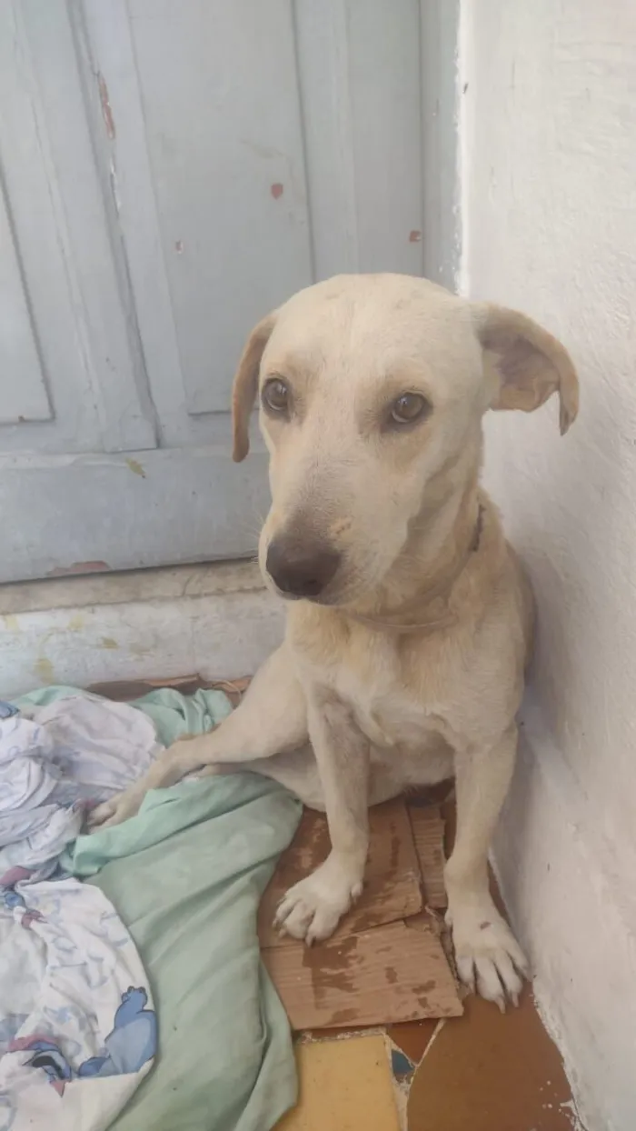 Cachorro raça SRD-ViraLata idade 1 ano nome Paçoca 