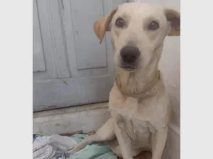 Cachorro raça SRD-ViraLata idade 1 ano nome Paçoca 