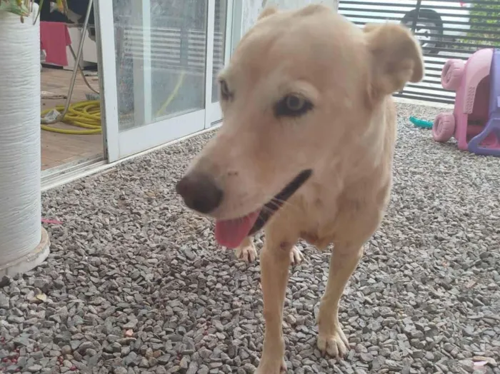 Cachorro raça SRD-ViraLata idade 6 ou mais anos nome Mel