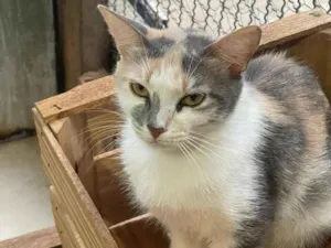 Gato raça SRD-ViraLata idade 2 anos nome Maria Amellie