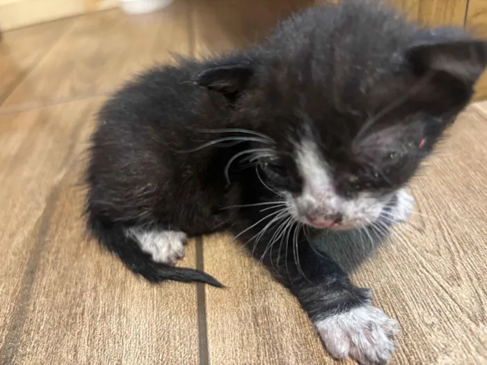 Gato raça SRD-ViraLata idade Abaixo de 2 meses nome Sem nome 