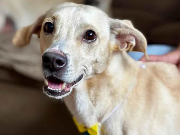 Cachorro raça SRD-ViraLata idade 2 anos nome Caramelo