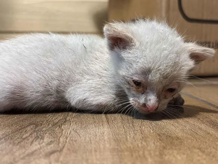 Gato raça SRD-ViraLata idade Abaixo de 2 meses nome Sem nomes 