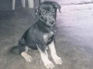 Cachorro raça SRD-ViraLata idade 2 a 6 meses nome Pretinha 