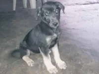 Cachorro raça SRD-ViraLata idade 2 a 6 meses nome Pretinha 