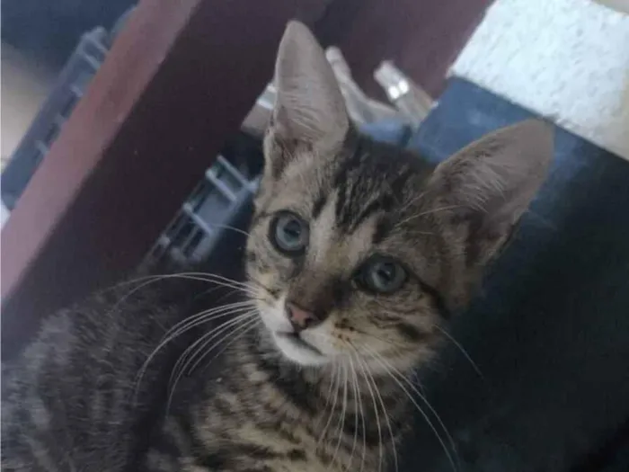 Gato raça SRD-ViraLata idade 2 a 6 meses nome Micaela