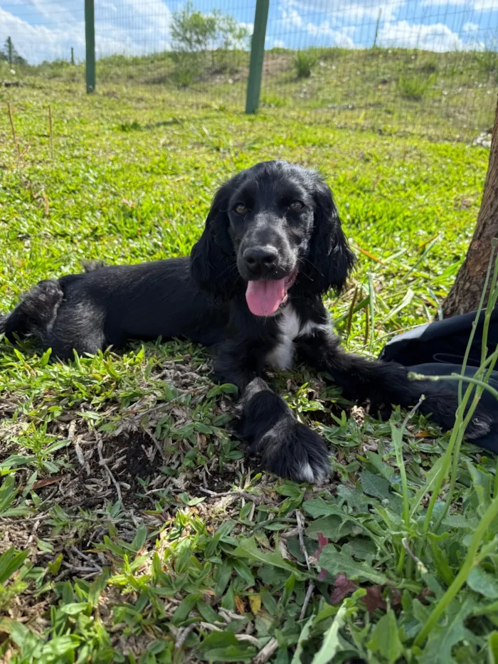 Cachorro raça Cocker idade 2 a 6 meses nome Nina