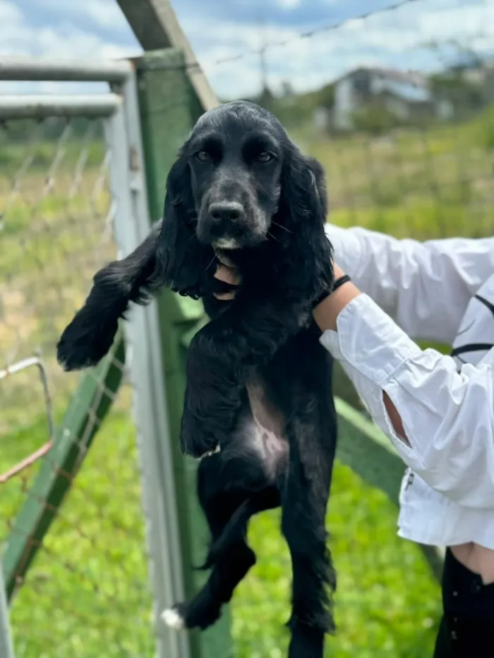Cachorro raça Cocker idade 2 a 6 meses nome Nina