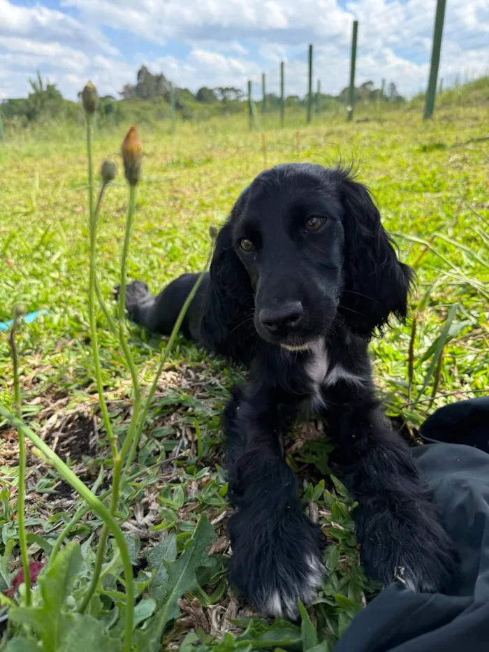 Cachorro raça Cocker idade 2 a 6 meses nome Nina