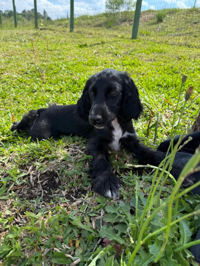 Cachorro raça Cocker idade 2 a 6 meses nome Nina