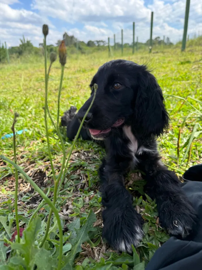 Cachorro raça Cocker idade 2 a 6 meses nome Nina