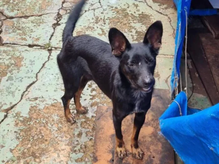 Cachorro raça Pastor Alemão idade 2 a 6 meses nome Ele não tem nome