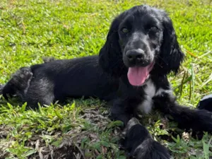 Cachorro raça Cocker idade 2 a 6 meses nome Nina