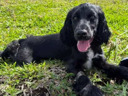 Cachorro raça Cocker idade 2 a 6 meses nome Nina