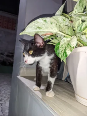 Gato raça SRD-ViraLata idade 7 a 11 meses nome Zé e Mia