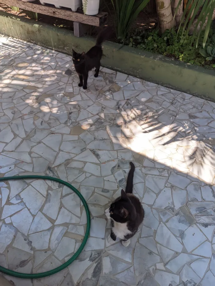 Gato raça SRD-ViraLata idade 7 a 11 meses nome Zé e Mia