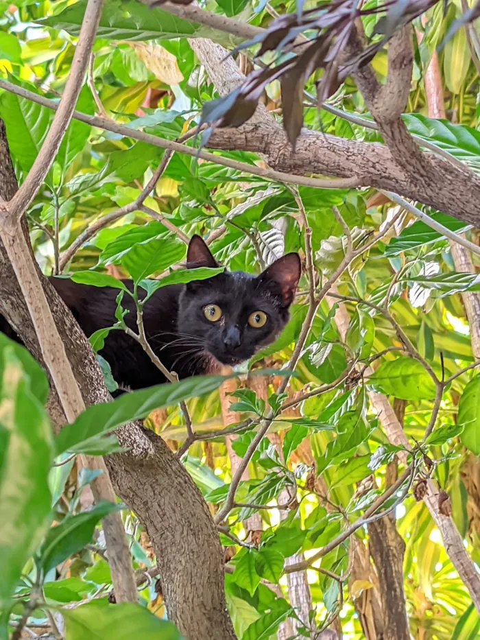 Gato raça SRD-ViraLata idade 7 a 11 meses nome Zé e Mia